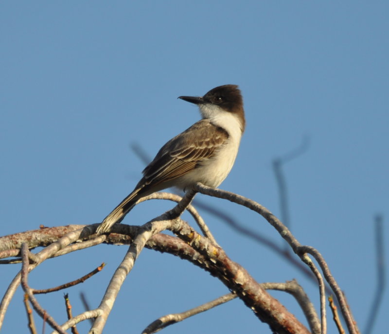 DSC_0197b.JPG