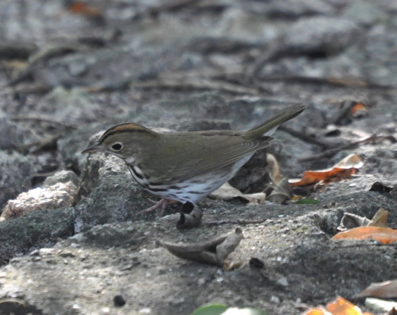 DSC_0353b.JPG