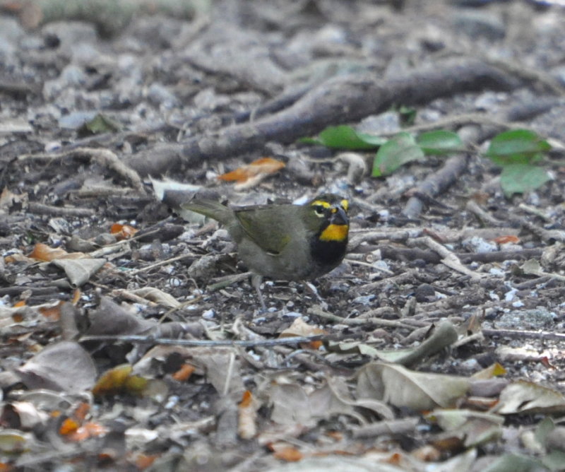 DSC_0356b.JPG