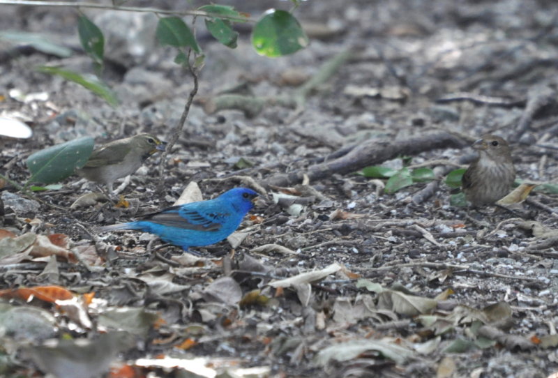 DSC_0362b.JPG