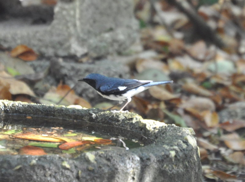 DSC_0454b.JPG