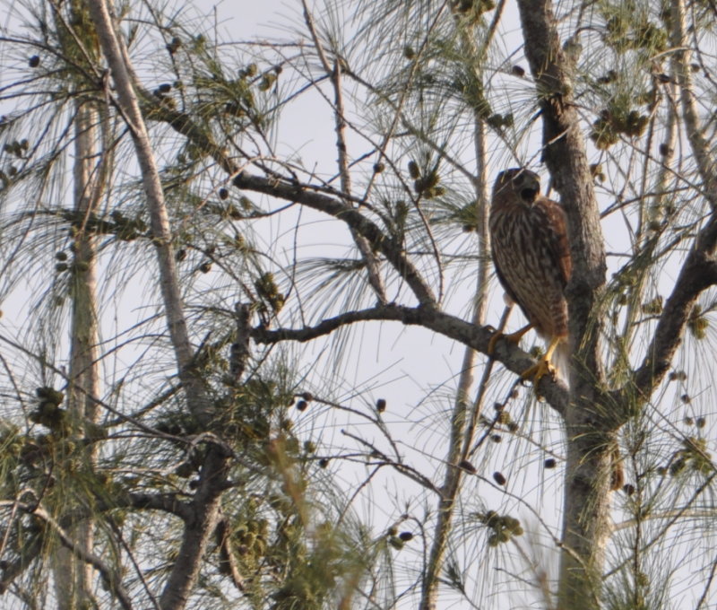 DSC_0756b.JPG