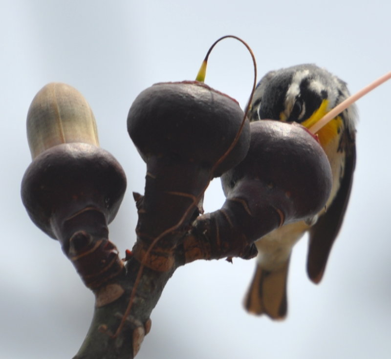 DSC_0820b.JPG