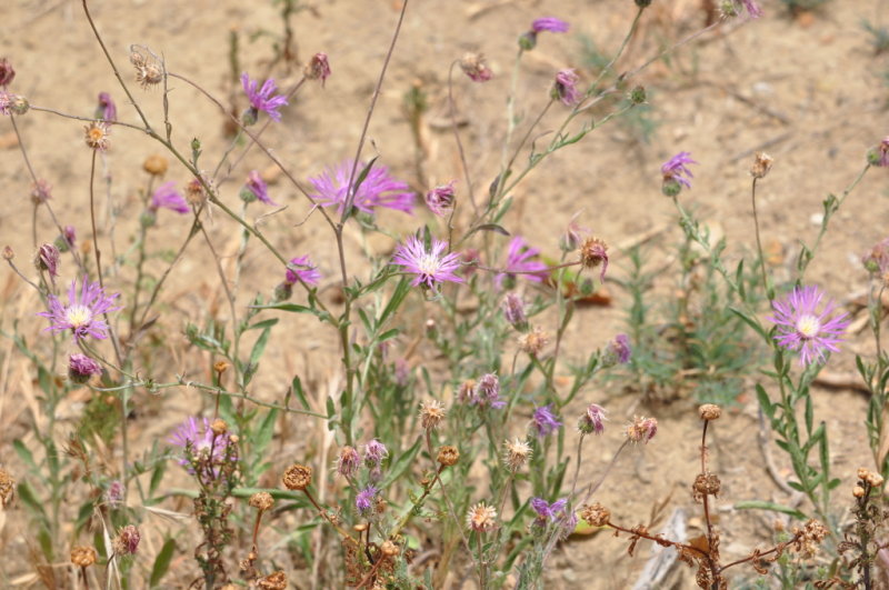 DSC_0757b.JPG