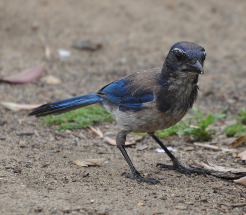 DSC_0875b.JPG