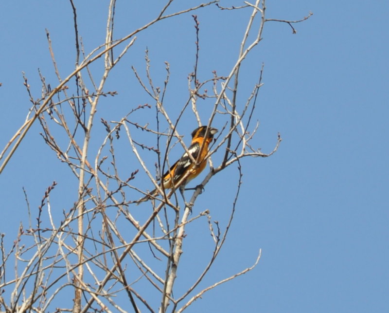 DSC_1278b.JPG