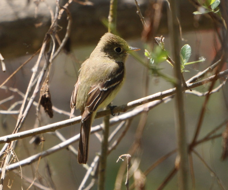 DSC_1350b.JPG