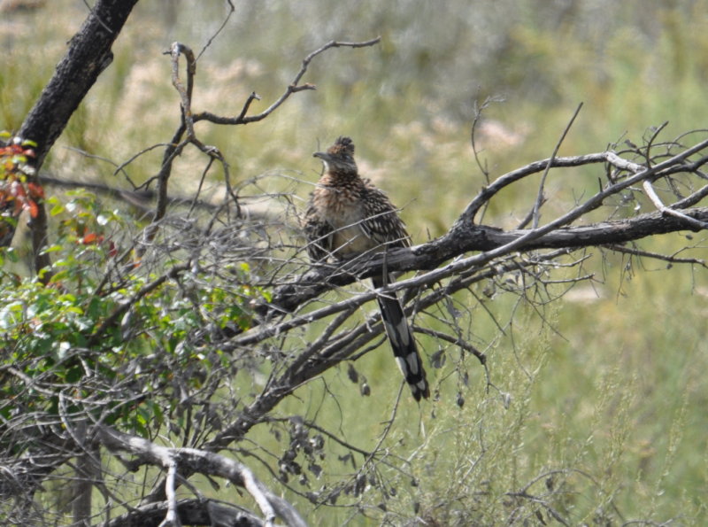 DSC_0284b.JPG