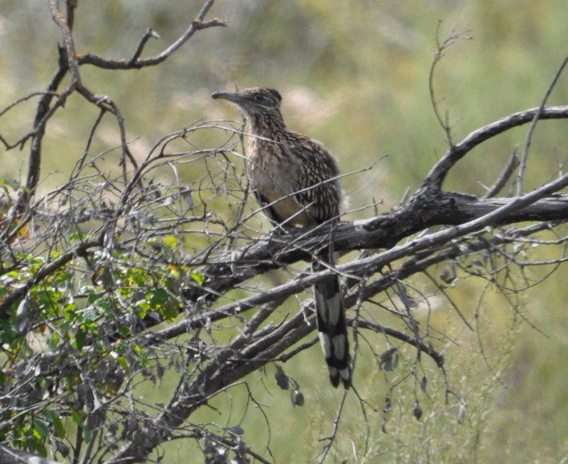 DSC_0294b.JPG