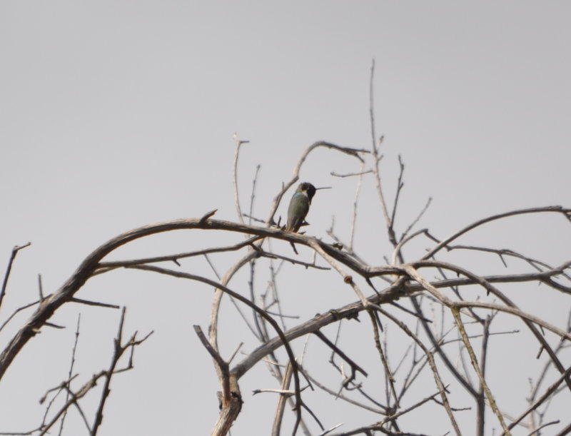 DSC_0361b.JPG