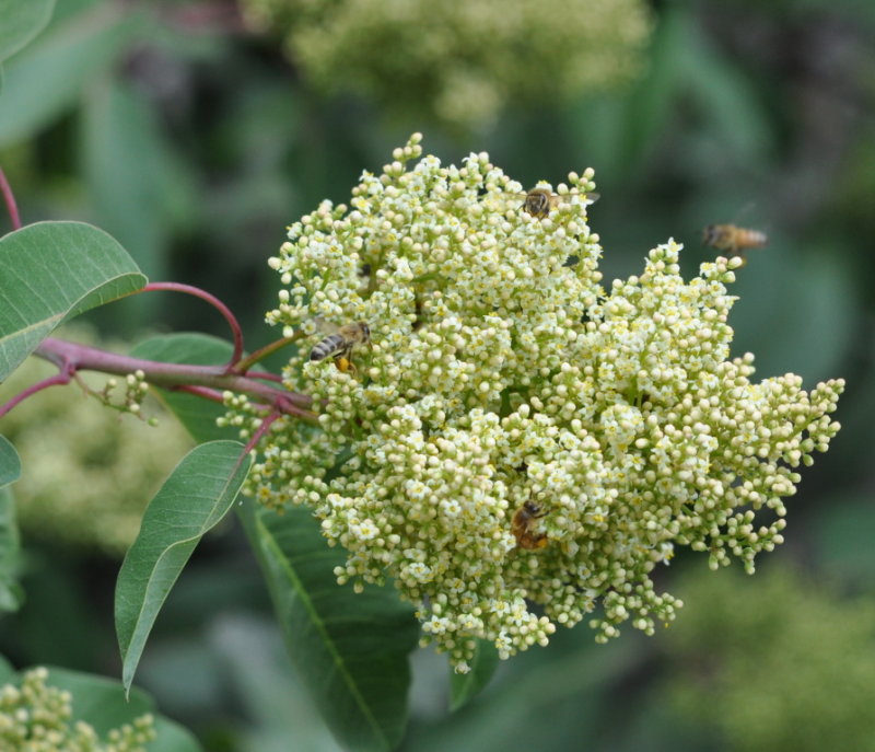 DSC_0440b.JPG