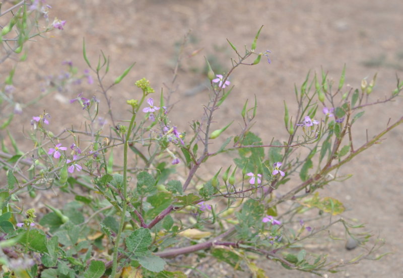 DSC_0514b.JPG
