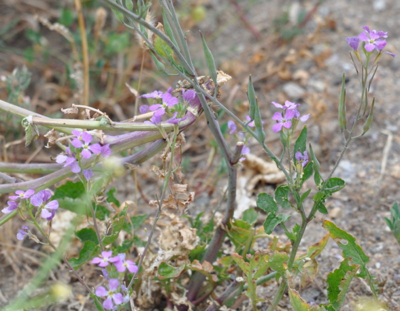 DSC_0517b.JPG
