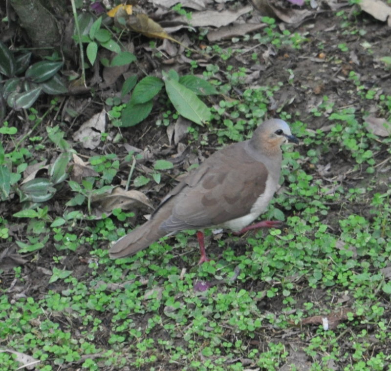 DSC_0767b.JPG
