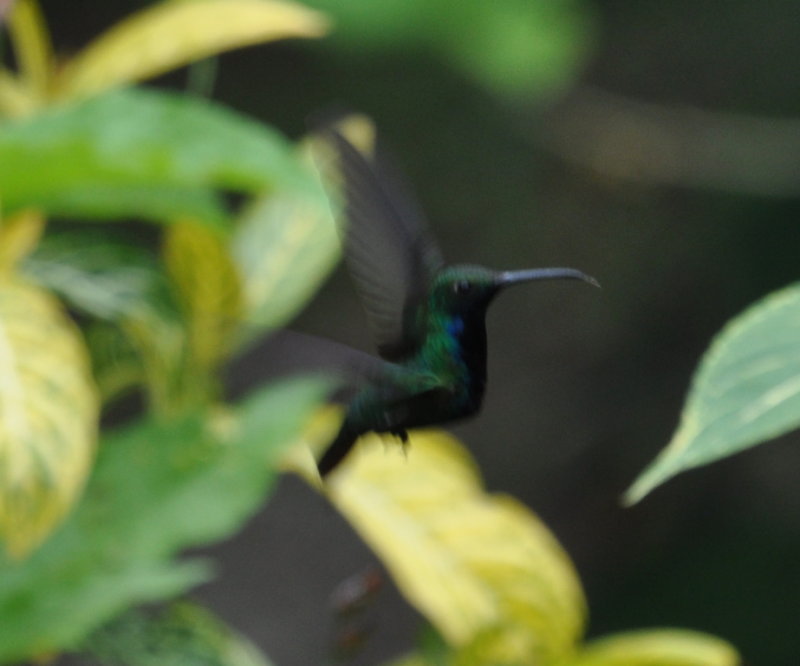 DSC_0827b.JPG