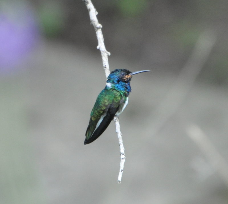 DSC_0265b.JPG
