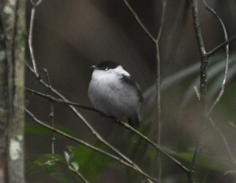 DSC_0247b.JPG
