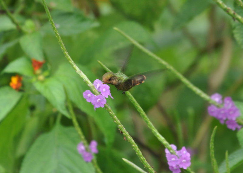 DSC_0415b.JPG