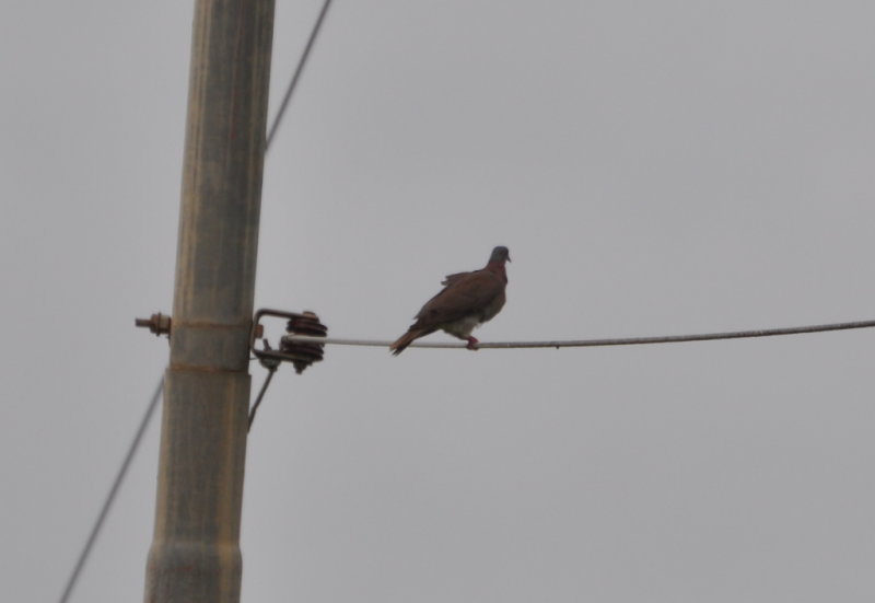 DSC_0658b.JPG