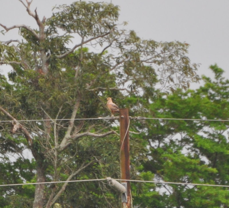 DSC_0743b.JPG