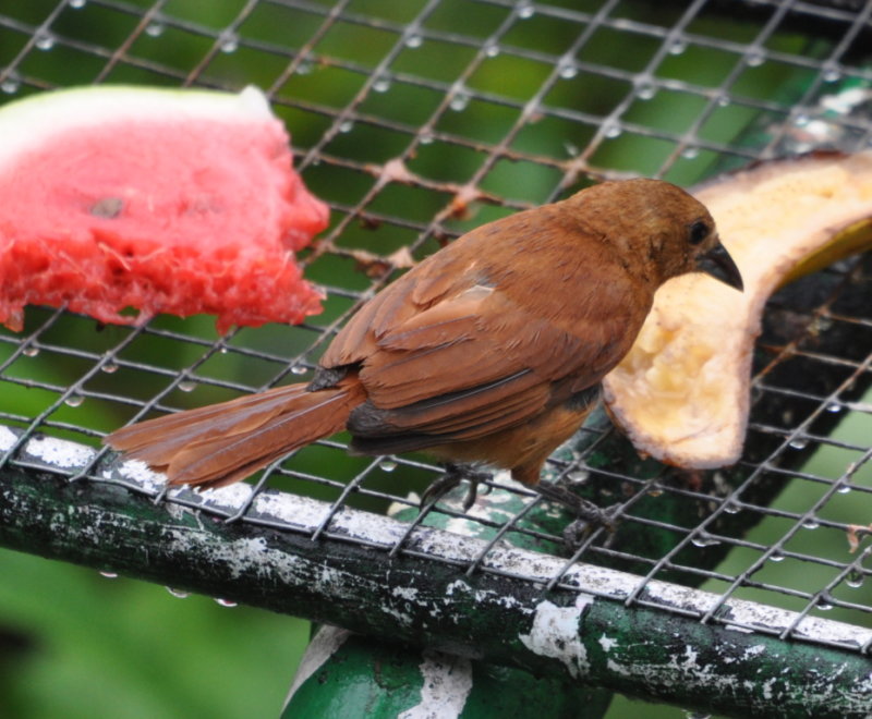 DSC_0043b.JPG
