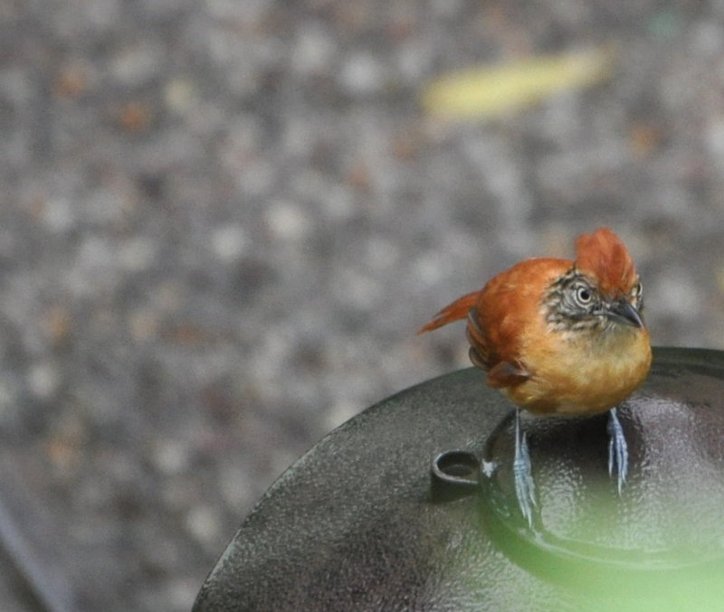 DSC_0275b.JPG