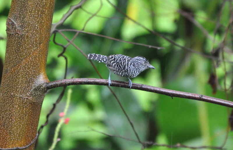 DSC_0295b.JPG