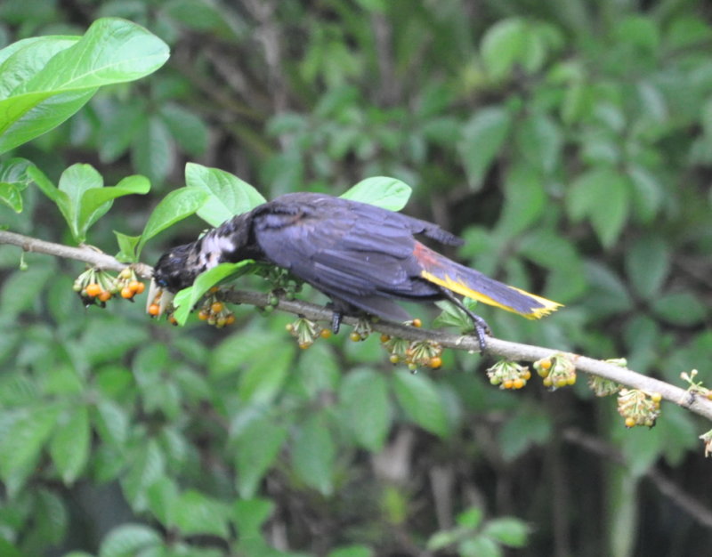 DSC_0336b.JPG