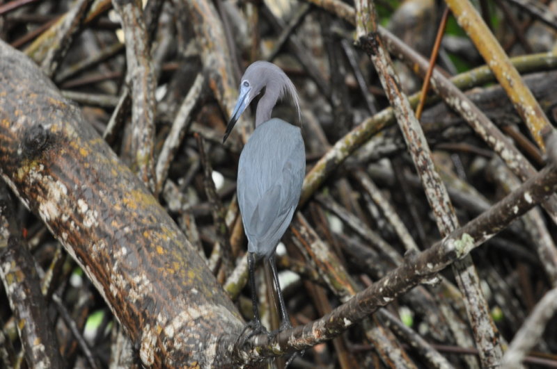 DSC_0774b.JPG