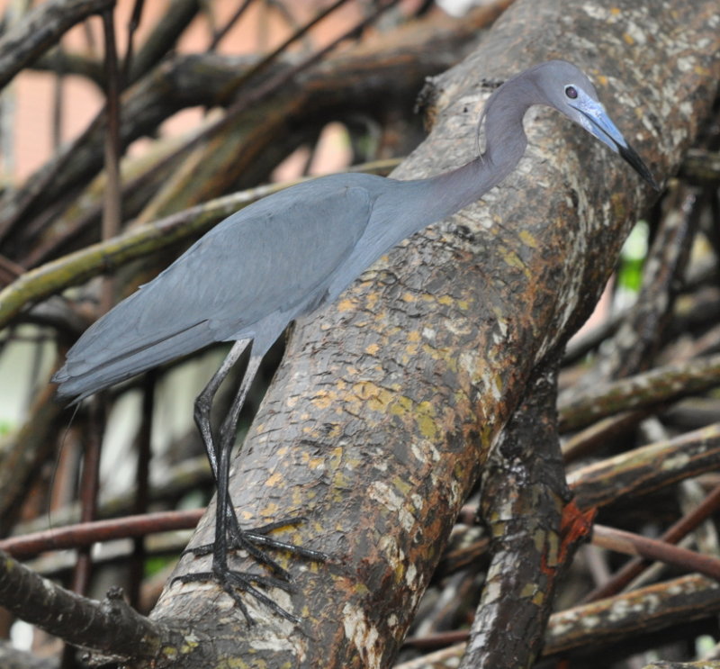 DSC_0778b.JPG