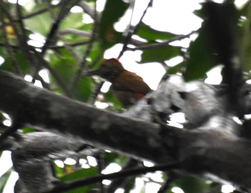 DSC_0781b.JPG