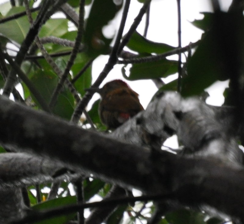 DSC_0787b.JPG
