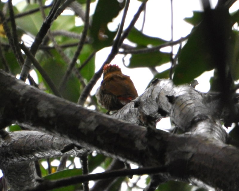 DSC_0790b.JPG