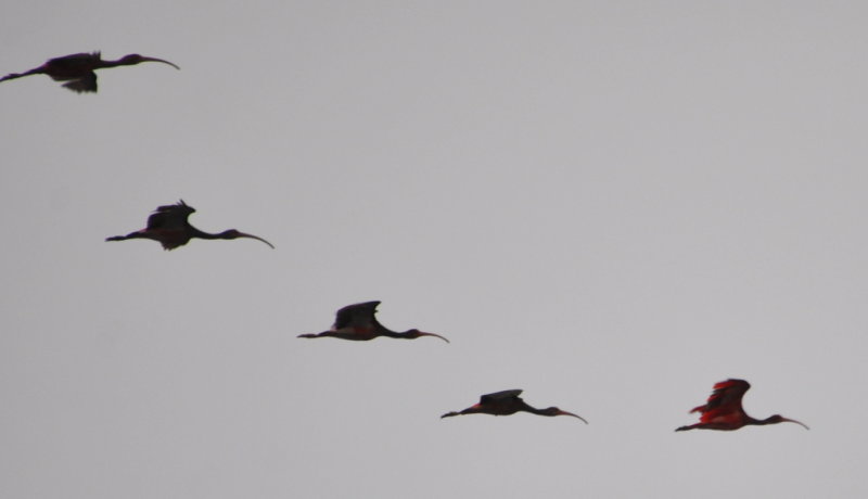 DSC_0872b.JPG
