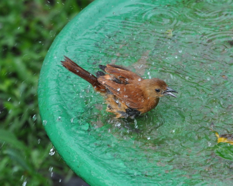 DSC_0231b.JPG