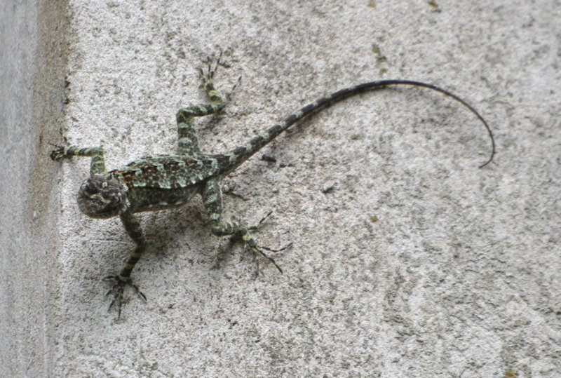 DSC_0292b.JPG