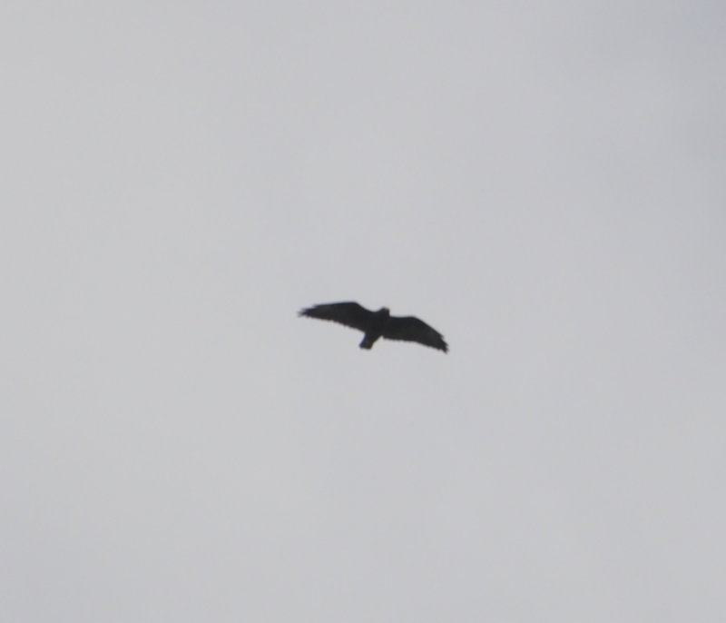 DSC_0316b.JPG