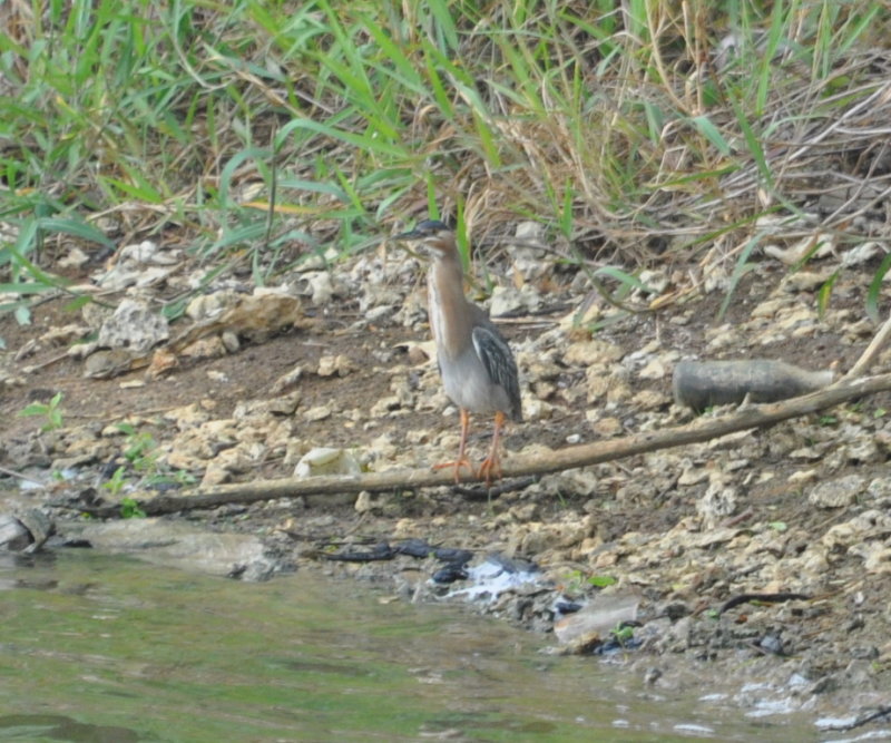 DSC_0421b.JPG