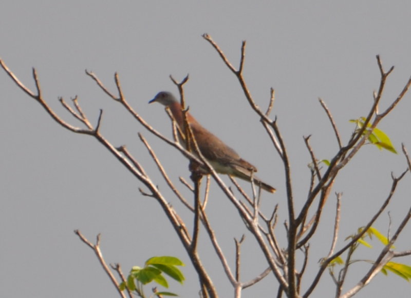DSC_0442b.JPG