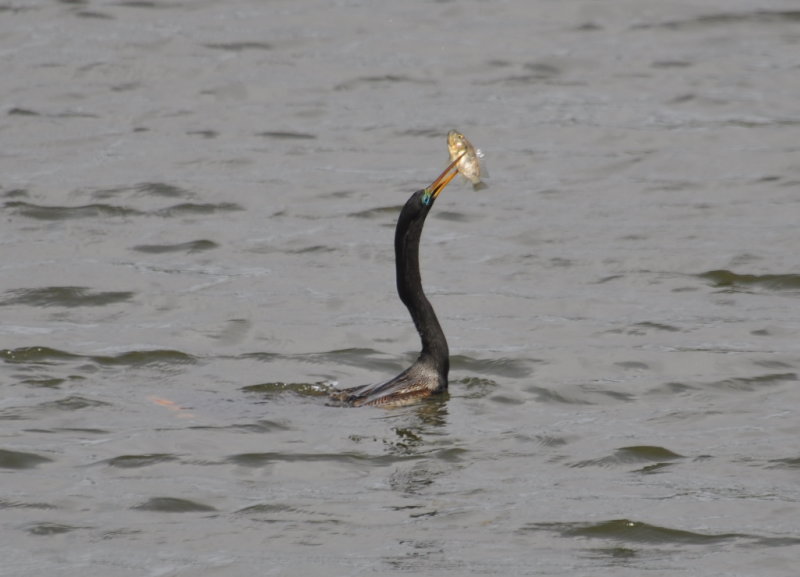 DSC_0472b.JPG