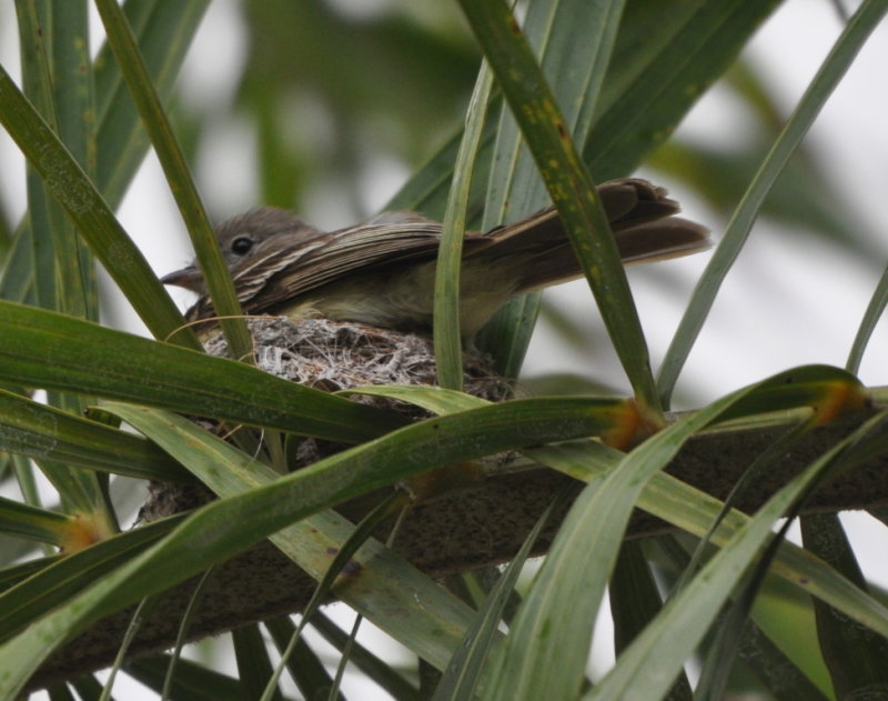 DSC_0514b.JPG