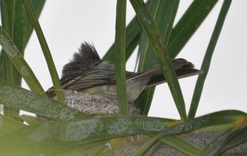 DSC_0525b.JPG