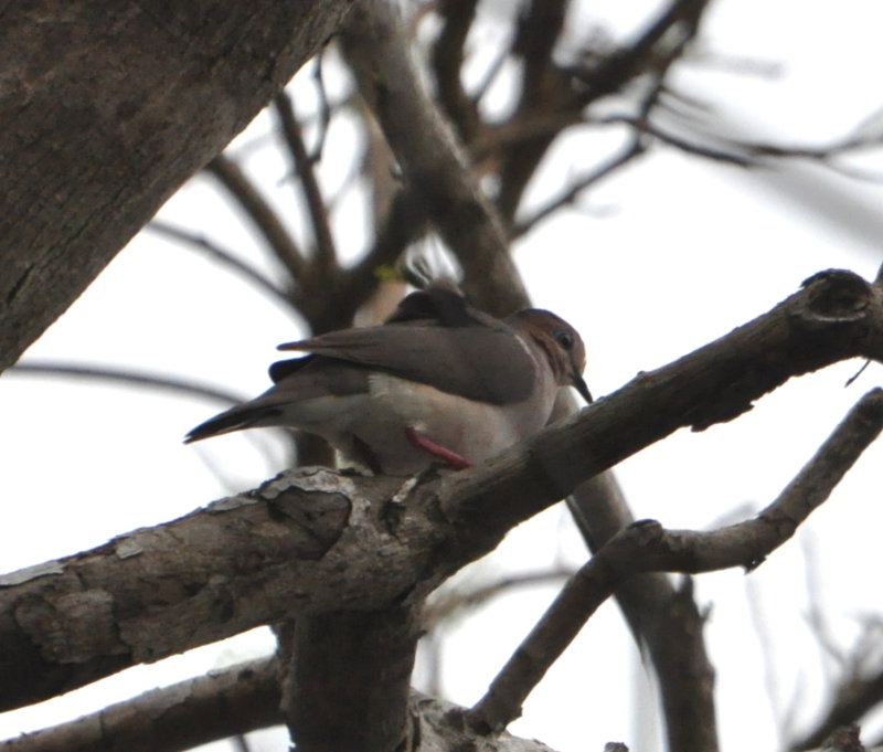 DSC_0527b.JPG