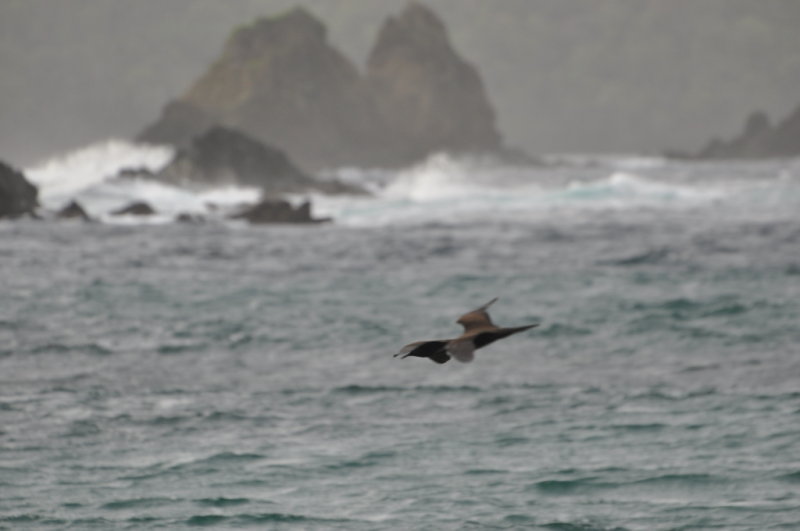 DSC_0556b.JPG