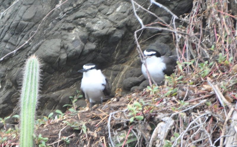 DSC_0823b.JPG