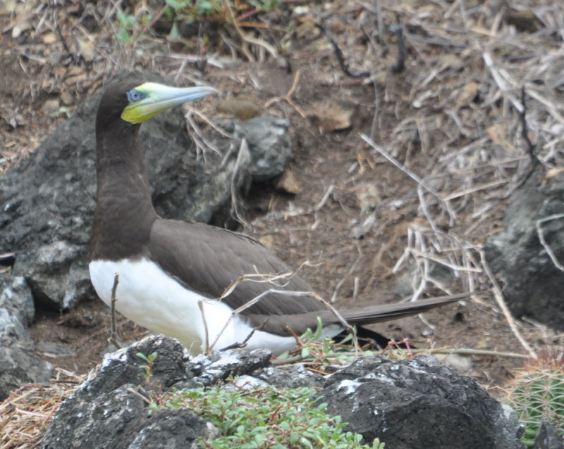 DSC_0856b.JPG