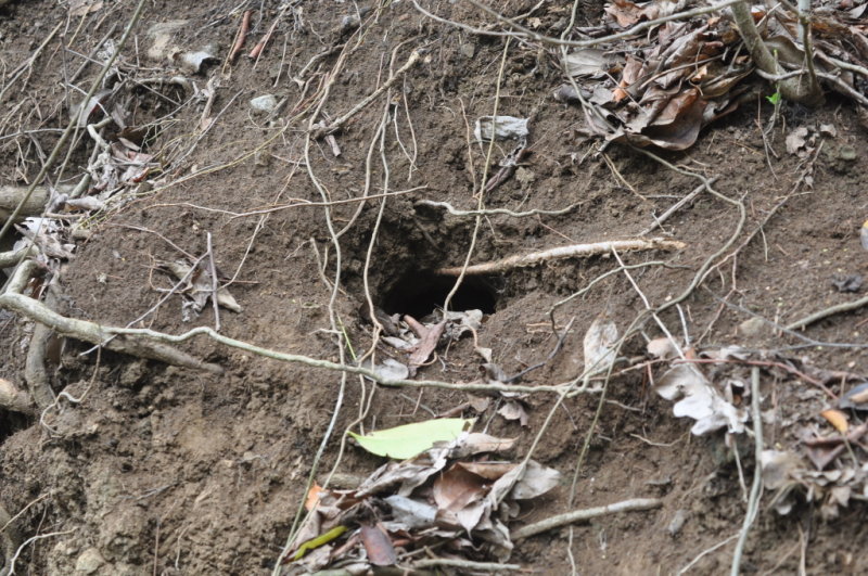 DSC_0122b.JPG