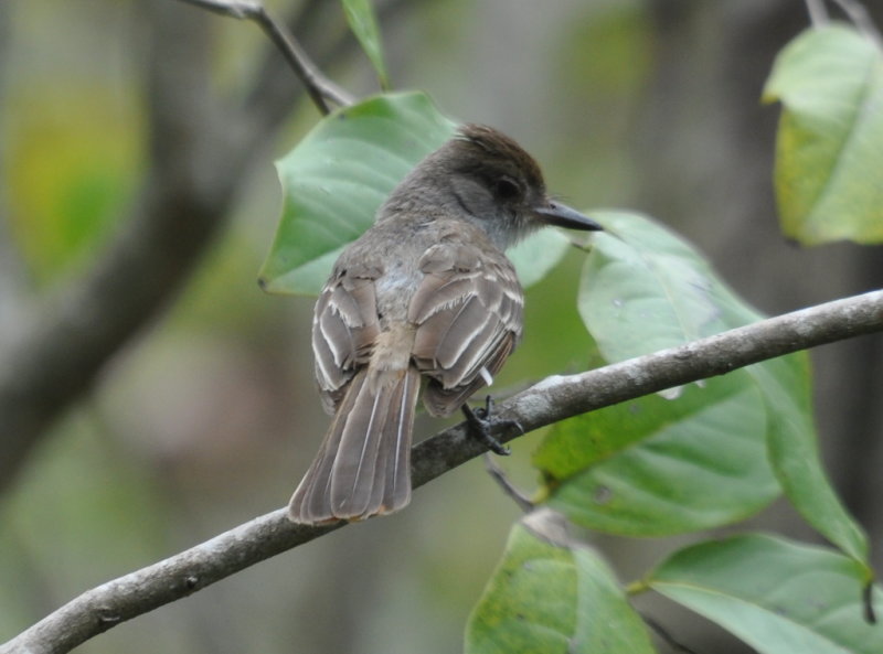 DSC_0168b.JPG