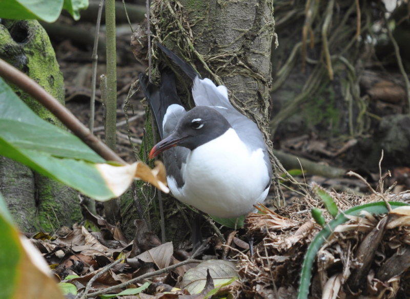 DSC_0170b.JPG