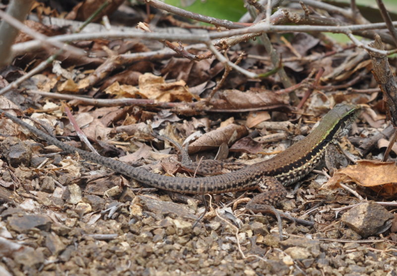 DSC_0438b.JPG